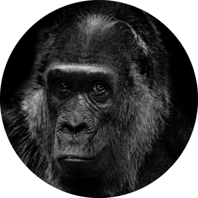 Cum a dispărut cea mai mare primată din lume?
