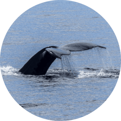 Dezastru ecologic! Japonia începe să vâneze balene cu înotătoare dorsală